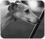 Black and white photo of dog