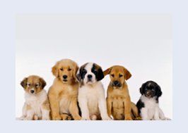 Five cute puppies sat in a row