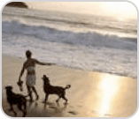 Woman with two dogs on beach