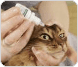 Person giving cat eye drops