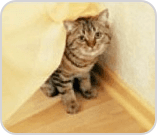 Cat hiding under sheet