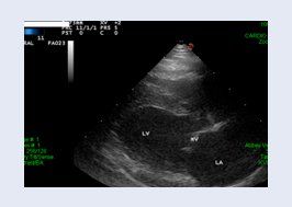 Animal ultrasound image