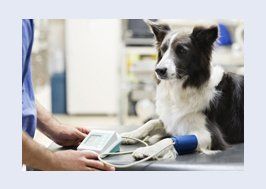 Dog being examined by vet