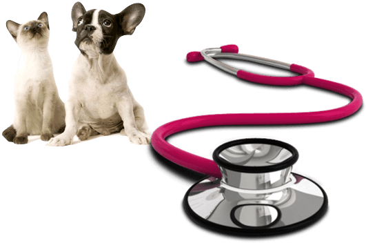 cat and dog with stethoscope
