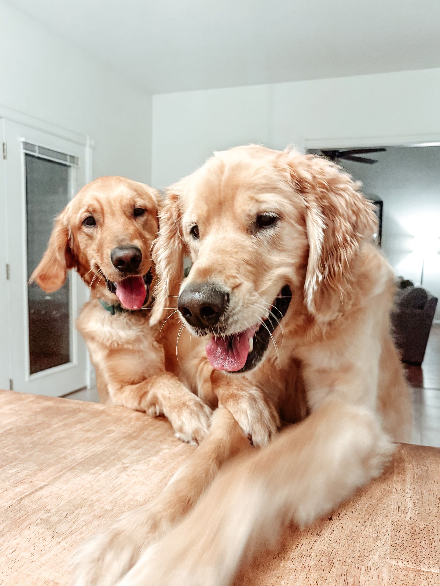 Two golden retrievers smiling, resting on a wooden surface indoors.
