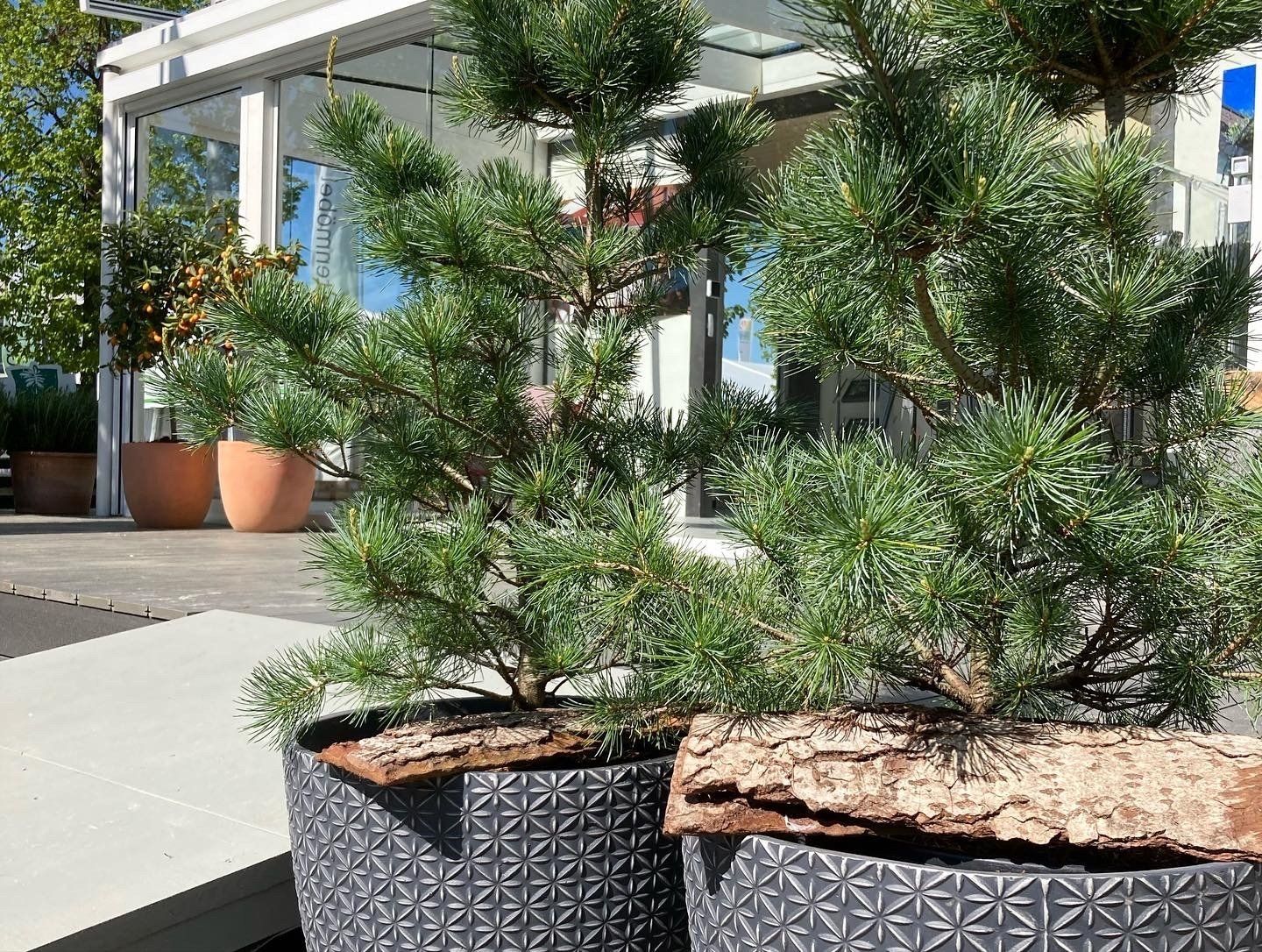 Schwarzkiefern in Töpfen