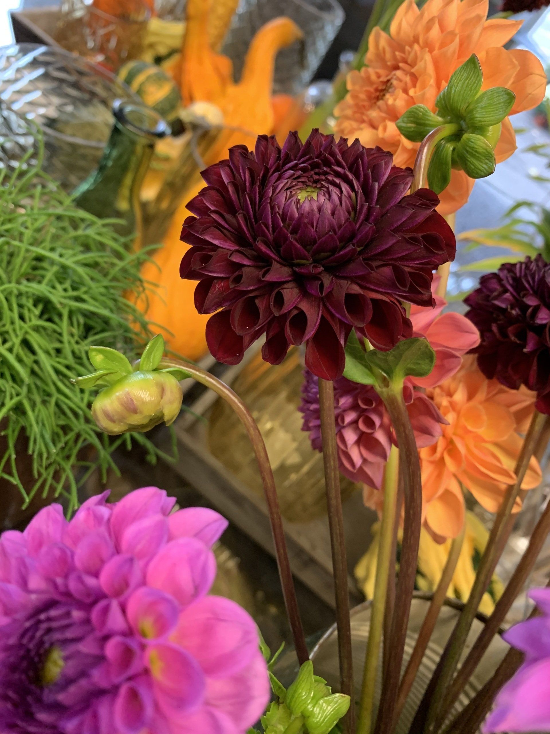 Strauß violetter Dahlien