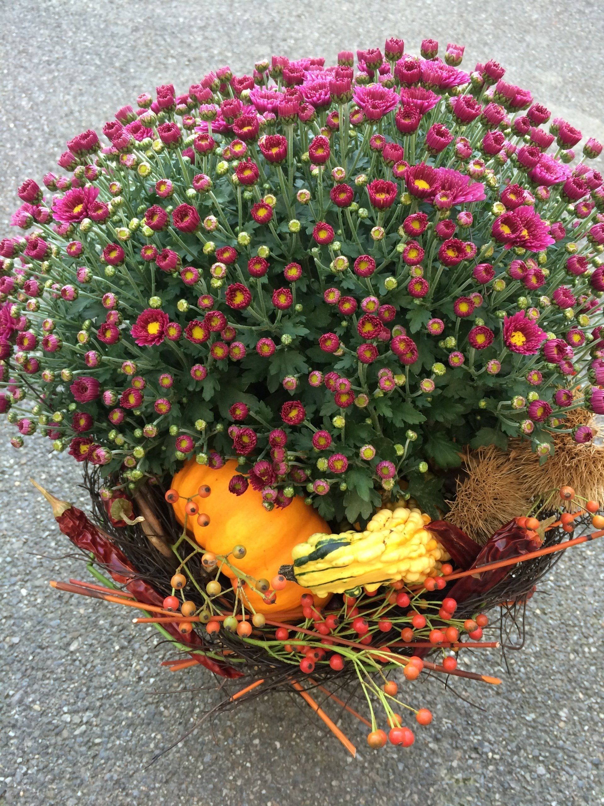 Chrysanthpmes in einem herbstlichen Präsentkorb