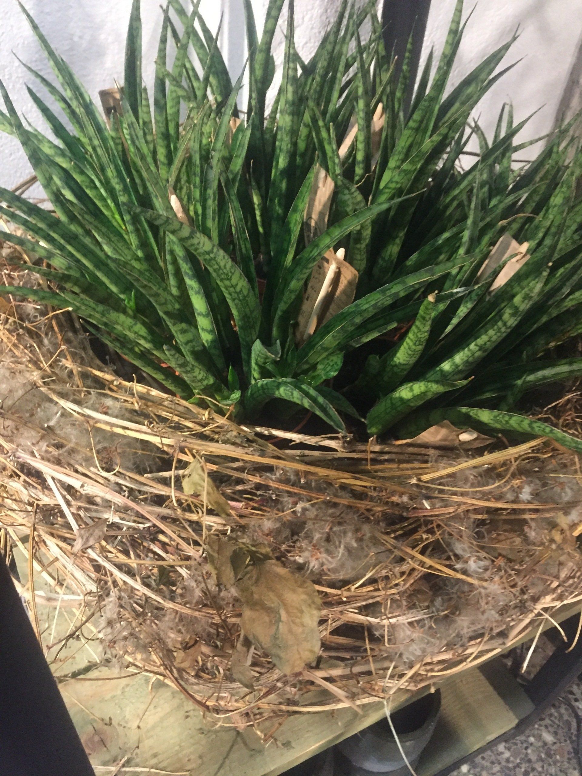 Zusammensetzung Fettpflanzen