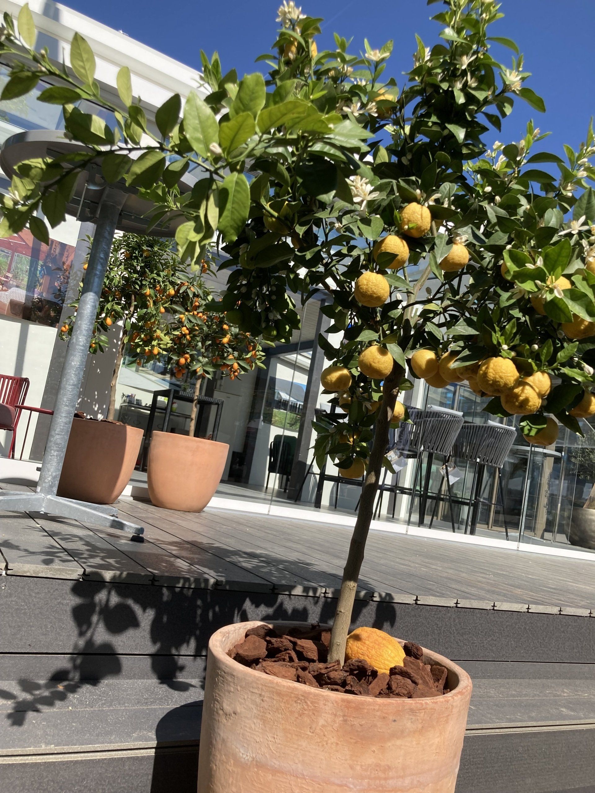 Zitrusfrüchte im Topf