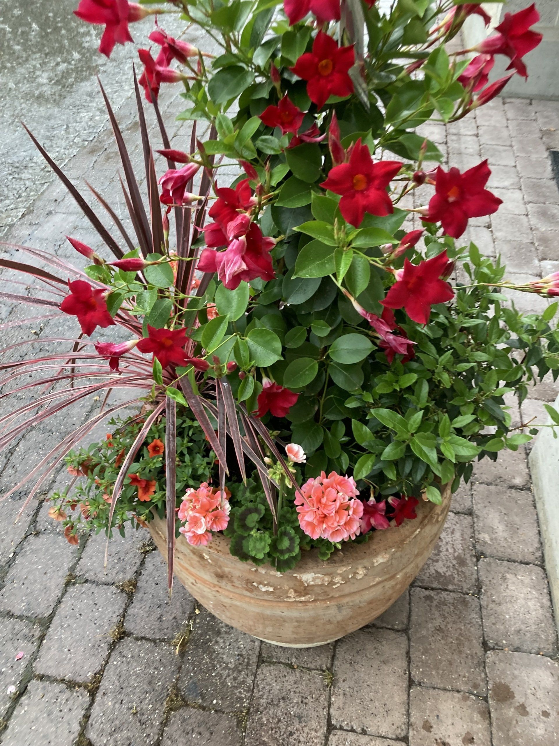 Bougainvillea im Alleetopf