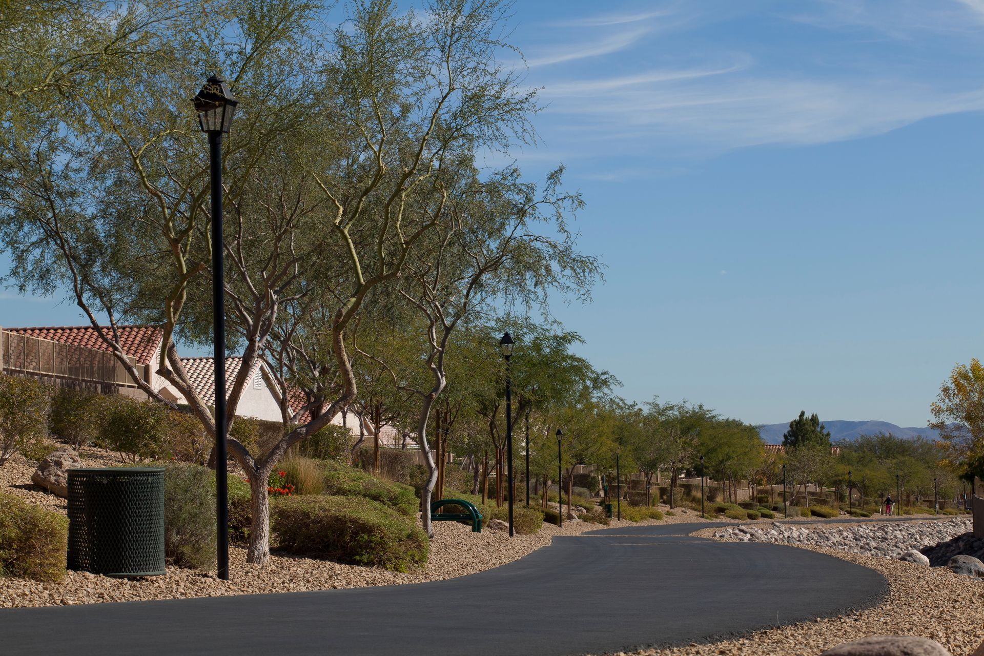 A row of trees along the side of a road