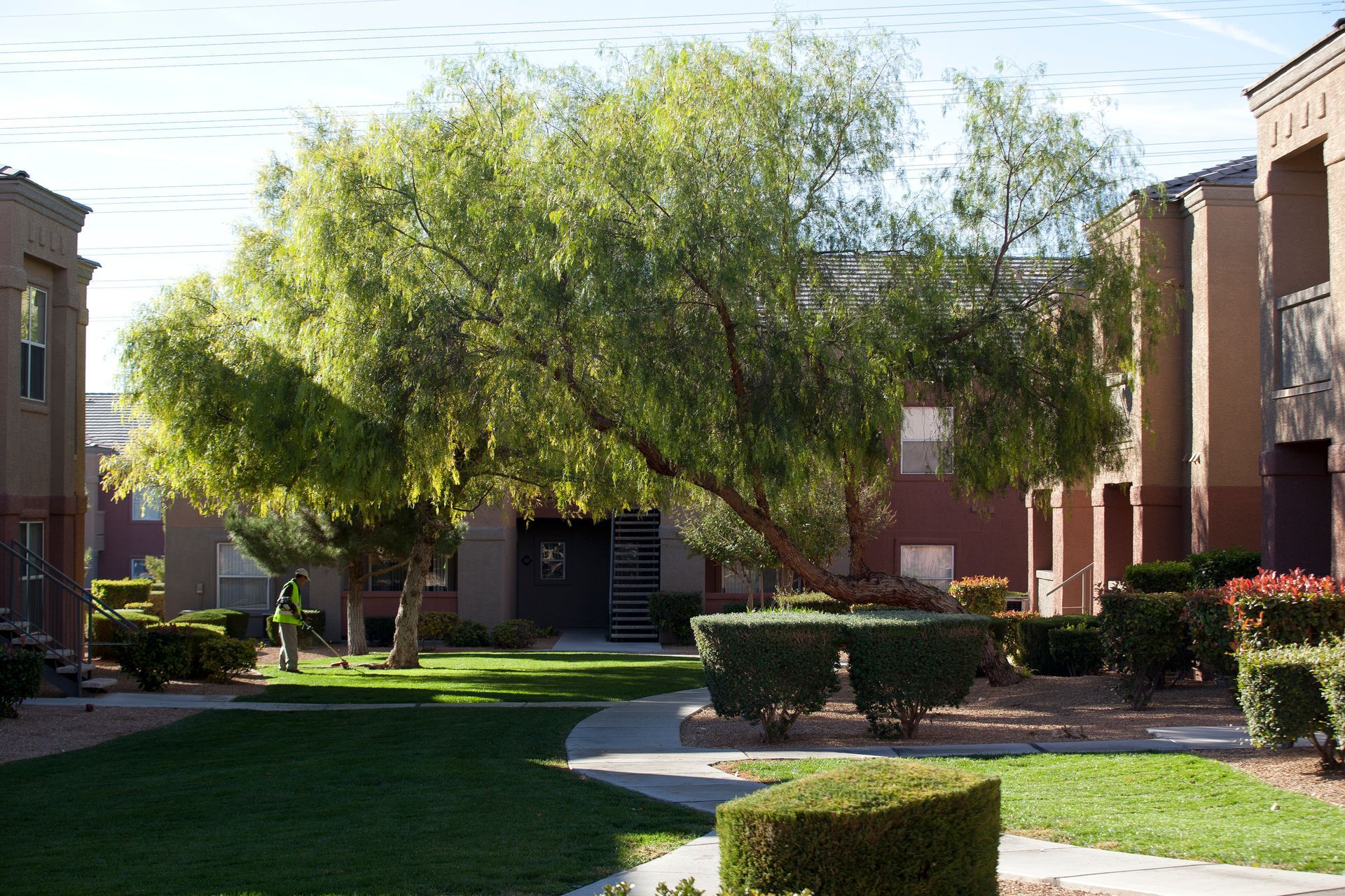 A large tree is in the middle of a lush green lawn in front of a building.