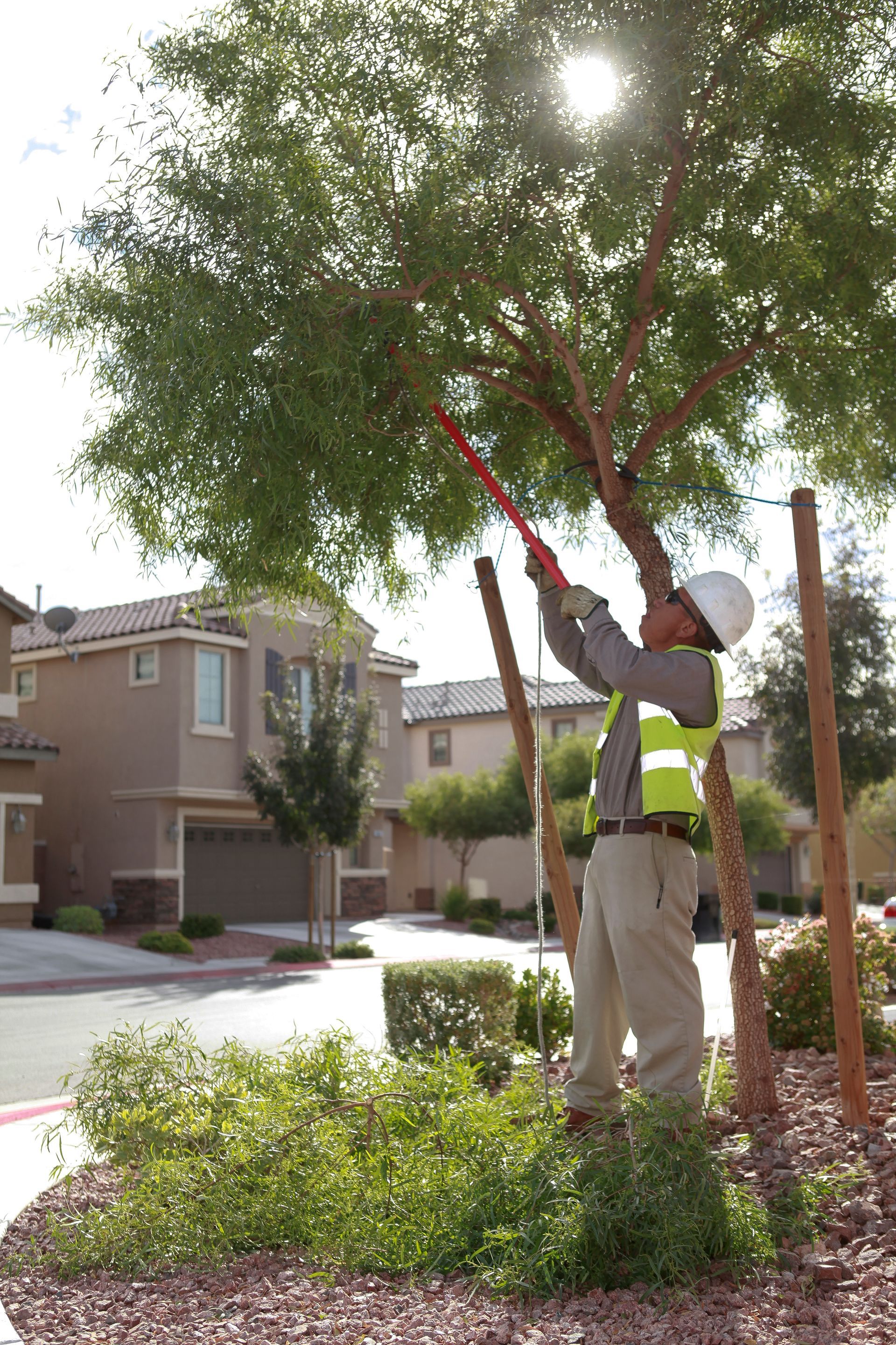 A man is cutting a tree with a pair of scissors