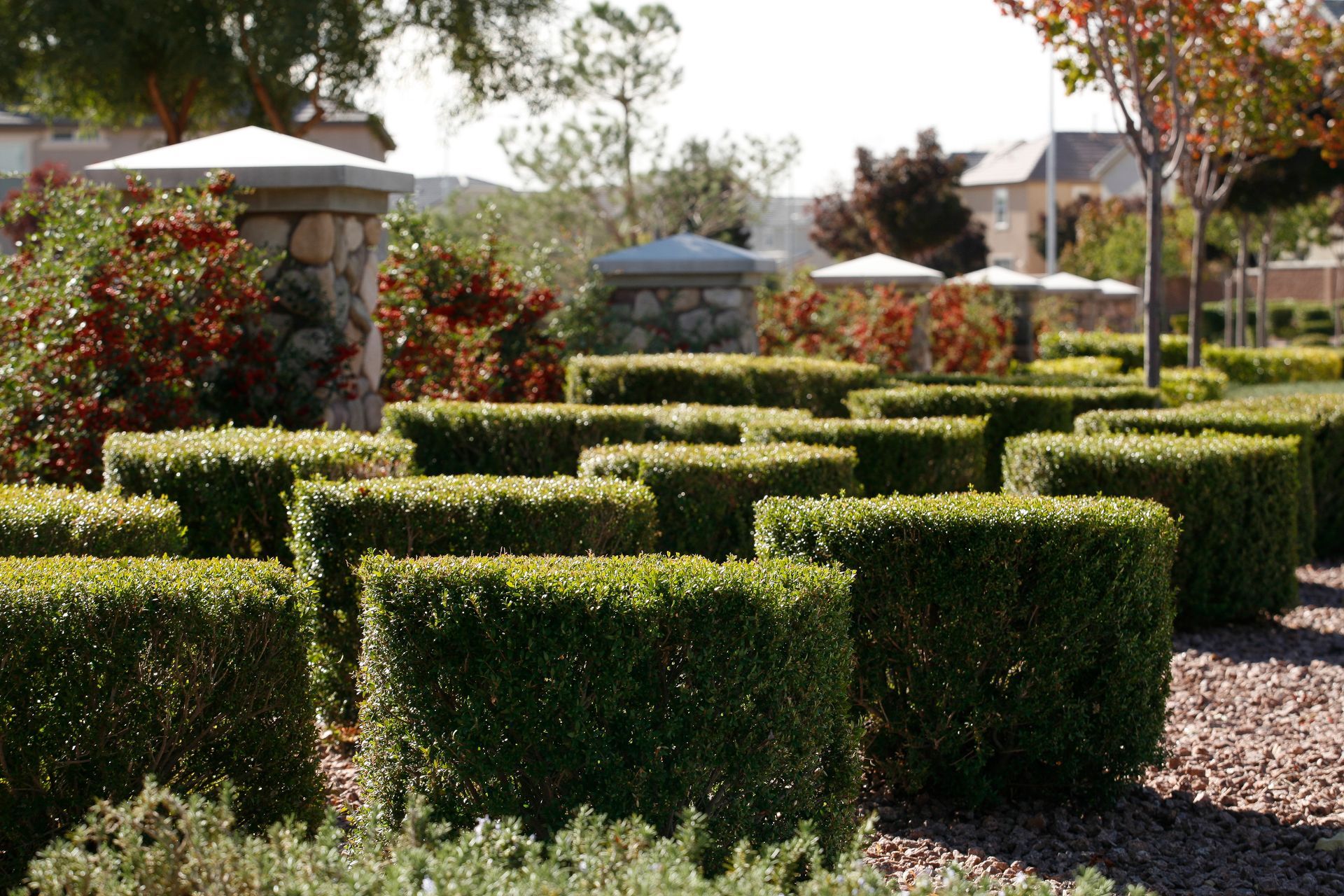 A maze of hedges in a garden with umbrellas in the background
