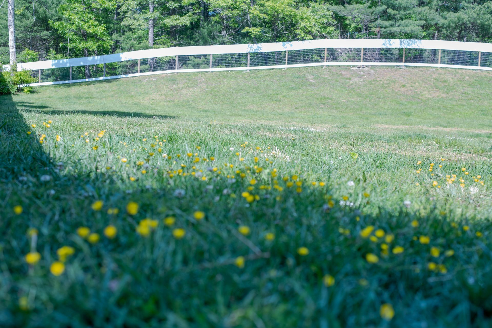 Green Grass Lawn — Middleborough, MA — G-Force Kennels