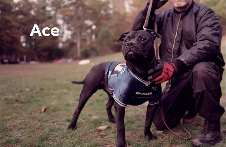 American Bully Terrier — Middleborough, MA — G-Force Kennels