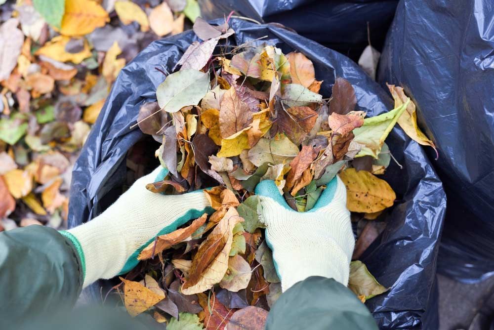 Worker Putting Leaves in a Garden Bag — Green Waste Removal in Cairns, QLD