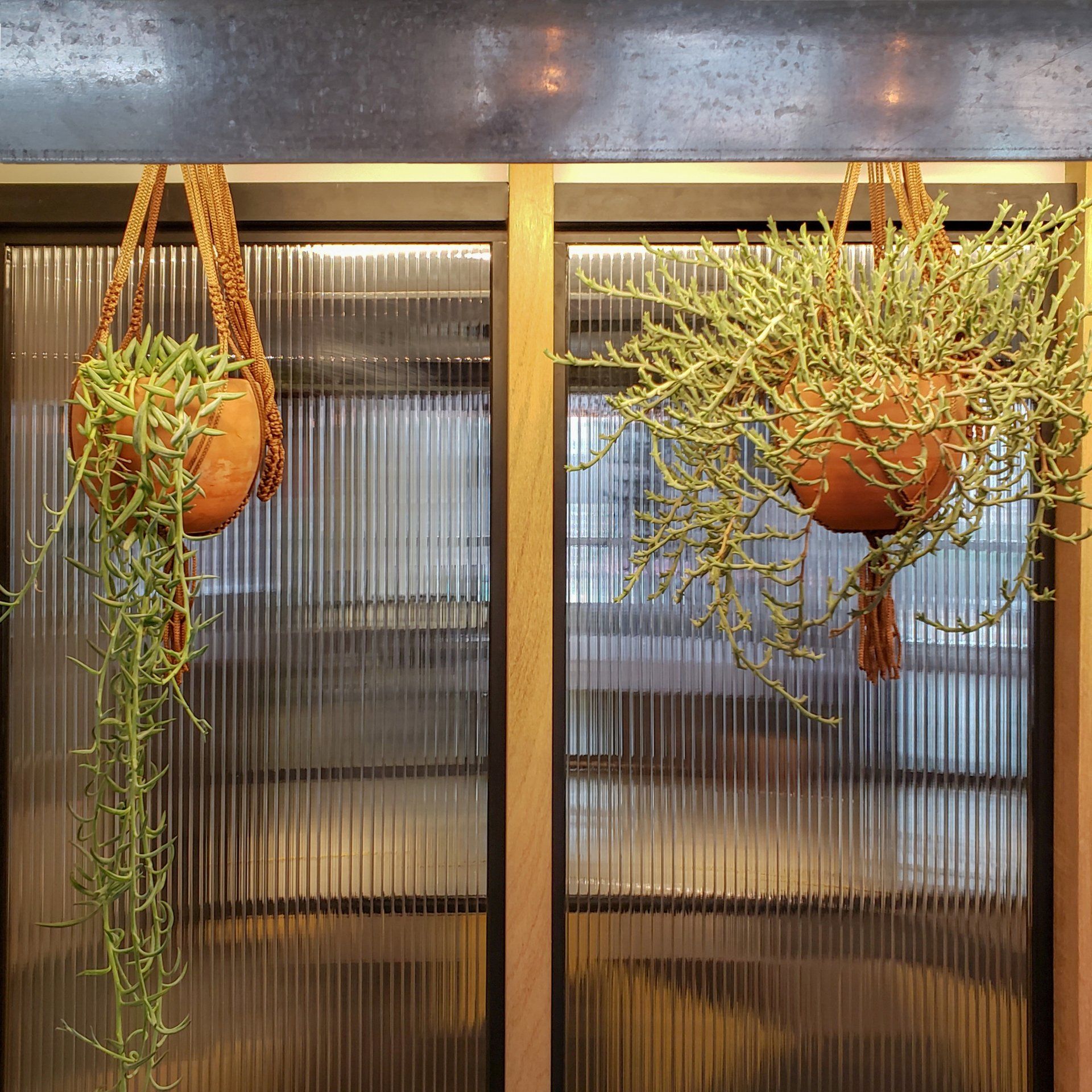 Dos plantas en macetas cuelgan de una pared de cristal.