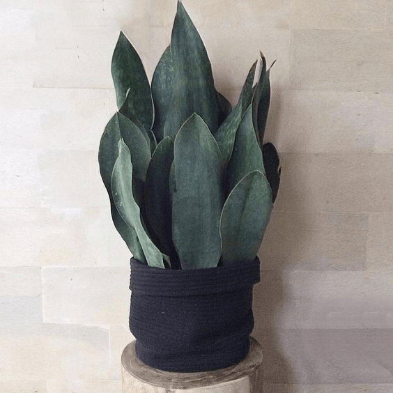 Una planta en una canasta negra está colocada sobre un bloque de madera.