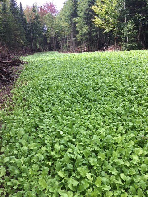 Northeast Kingdom Property Services