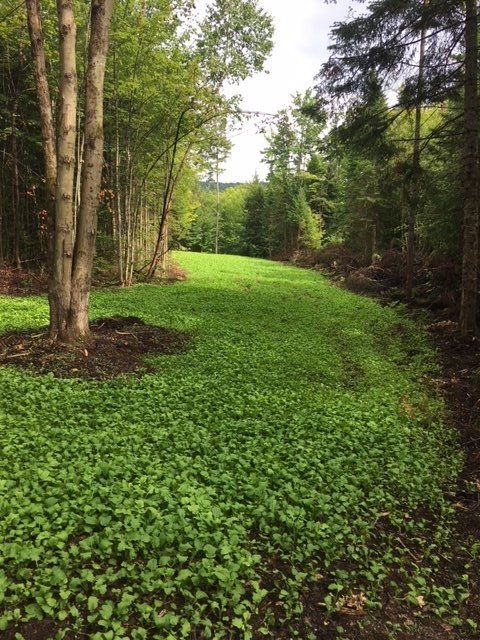 Finished Food Plot by Goodell Property Services in VT
