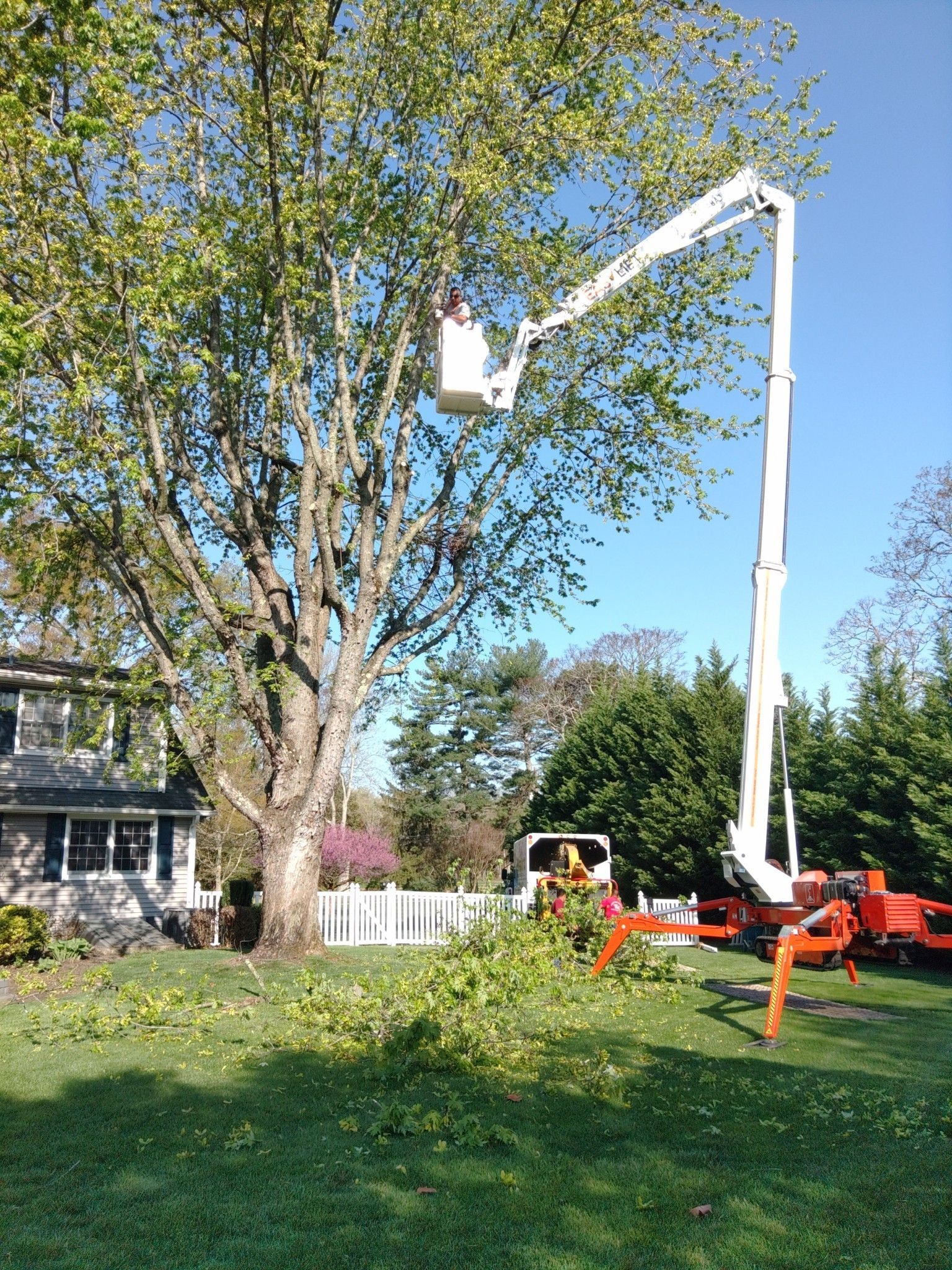 Professional tree pruning service by Heitz Tree Service