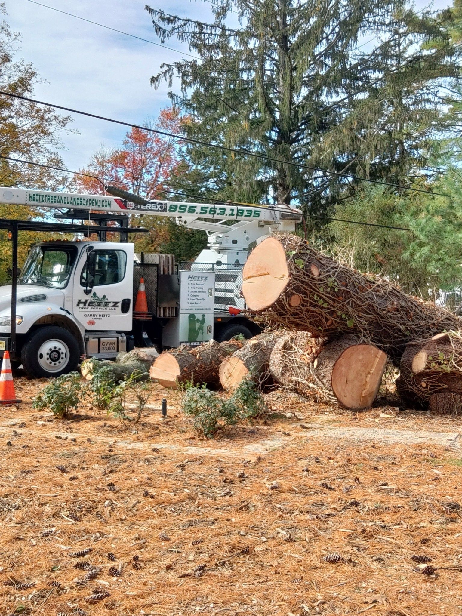 Professional tree removal service by Heitz Tree Service