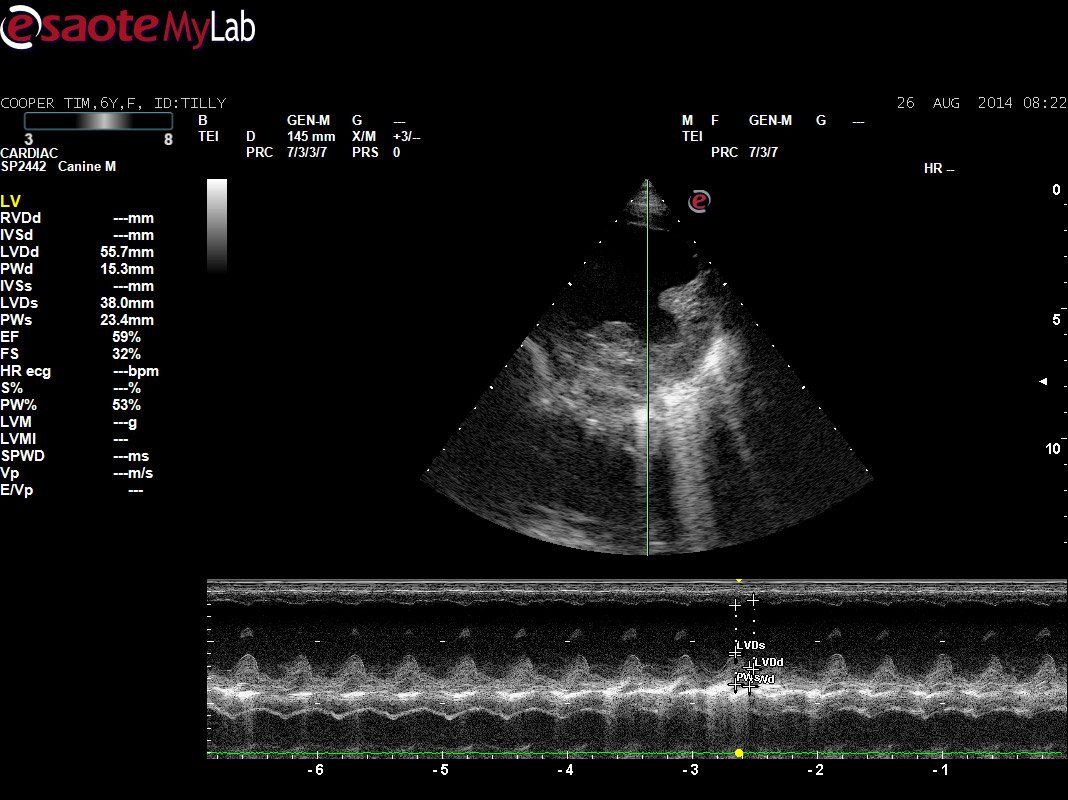Ultra Sound Diagram — Vet Hospital Kempsey , NSW