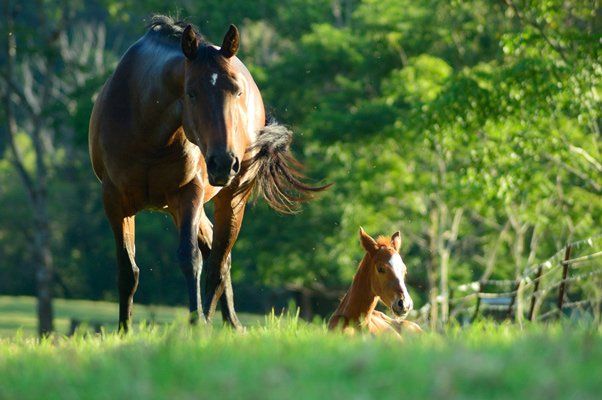 Dog Wearing a Collar for Tick and Flea — Veterinary Clinic Kempsey, NSW