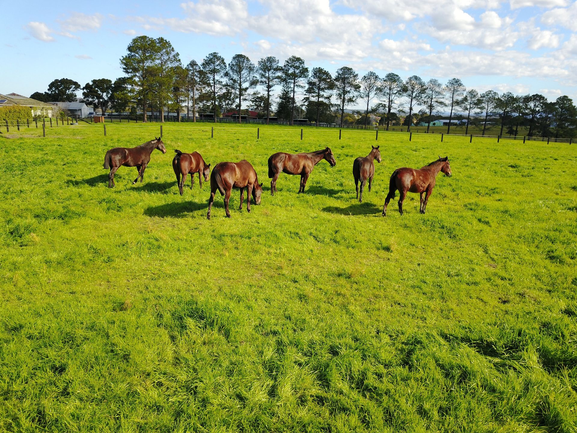 Micro Scope View — Horse Breeding Kempsey, NSW