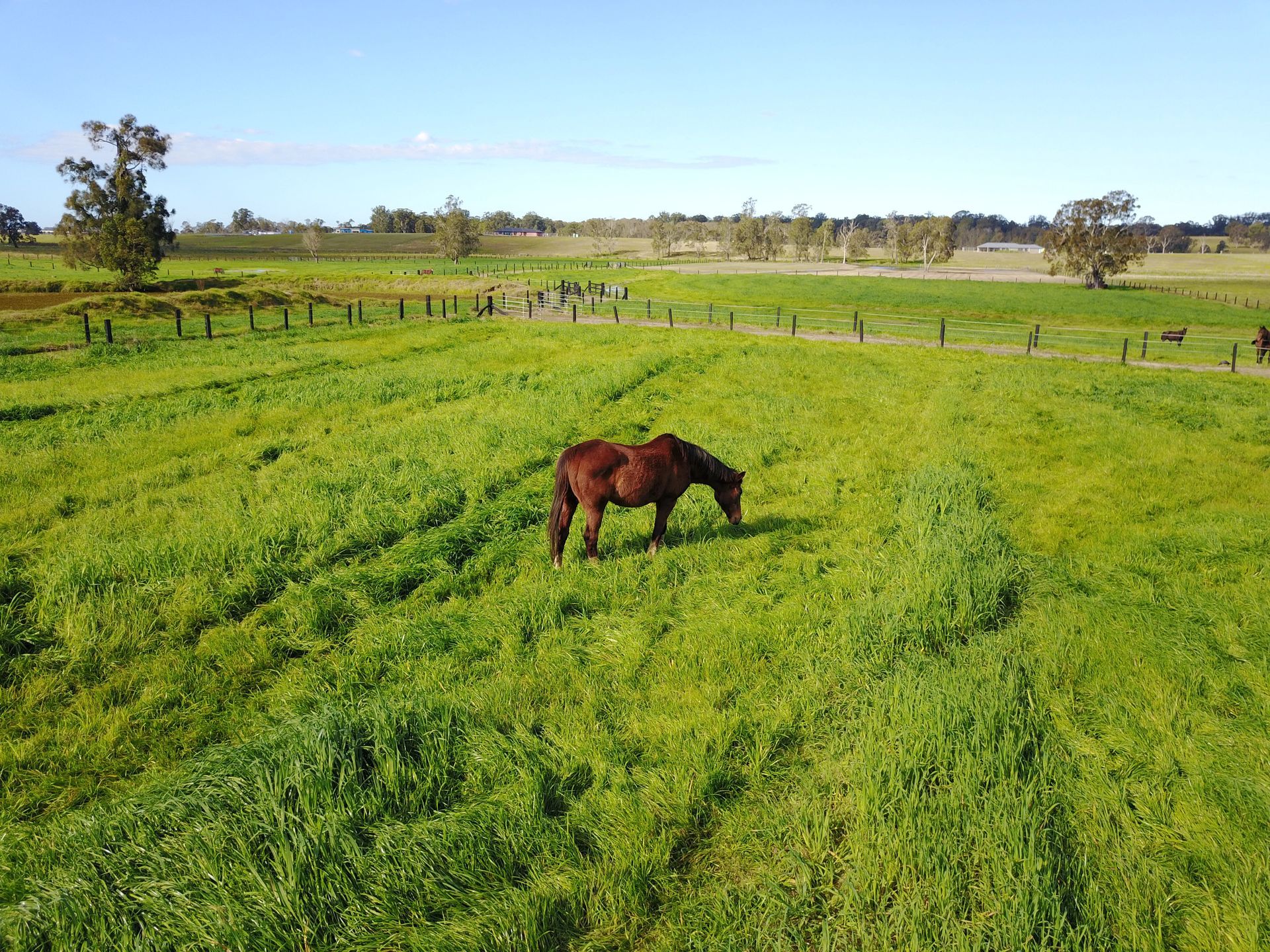 Horse inside the Wooden Fences — Horse Insemination Kempsey, NSW