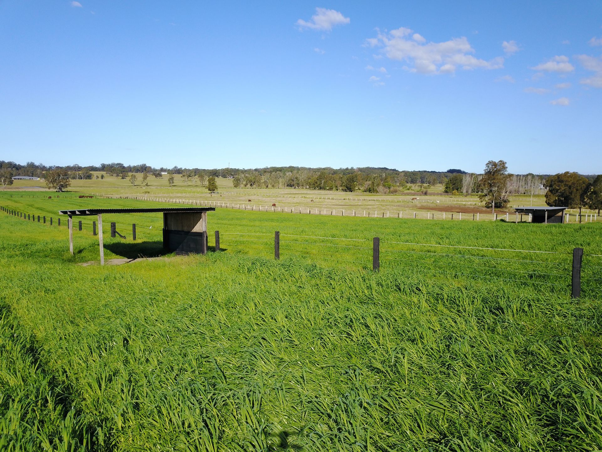 Wide Green Grass Field with Wooden Fences — Horse Breeding Kempsey, NSW
