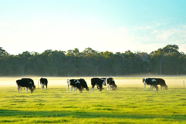 Dairy Cattle in Foggy Morning — Vet Macleay Valley, NSW