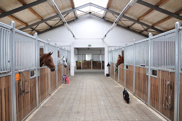 Feeding Time for Brown and White Horse in Stable — Horse Breeding Mid North Coast