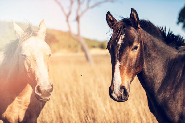Veterinarian giving Injection to Dog in Clinic — Horse Breeding Mid North Coast
