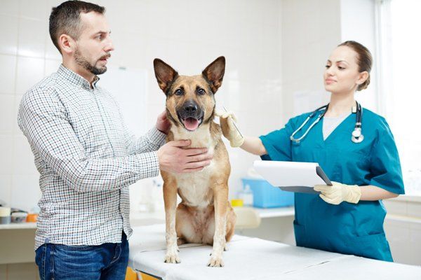 Man and Veterinarian Touching Sick Shepherd — Vet Kempsey, NSW