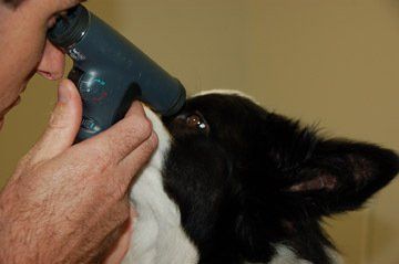 Veterinarian Checking Dog's Eye — Vet Hospital Kempsey , NSW