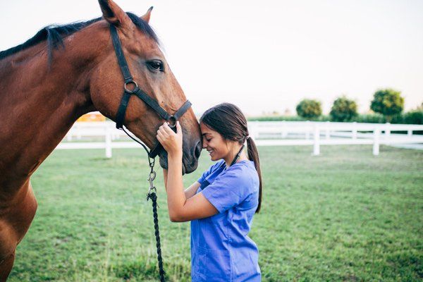 Vet Petting a Horse Outdoors — Macleay Valley Veterinary Services