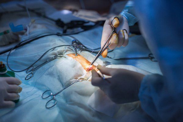 Vet does an Ultrasound cat in clinic  — Vet Near Me in Australia