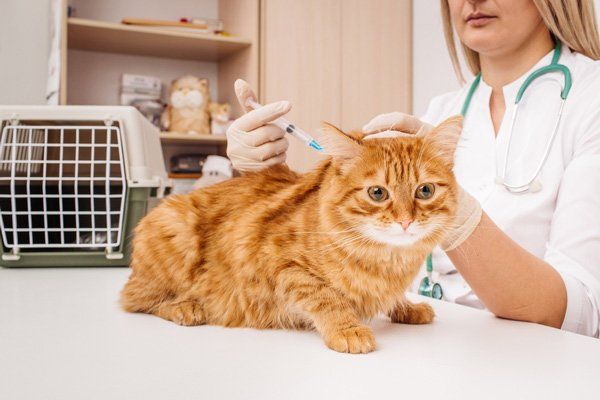 Veterinarian Giving Injection to Cat — Vet Macleay Valley, NSW