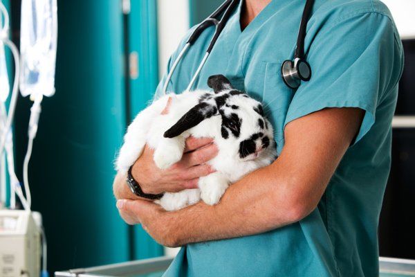 Veterinarian Holding Rabbit for Check-up — Vet South West Rocks