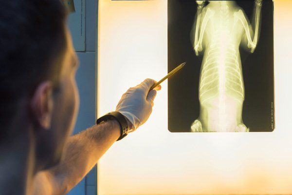 Veterinary Examining Pet Radiograph — Vet Macleay Valley, NSW