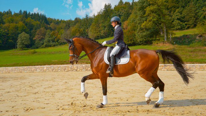Young Lady Riding a Horse — Horse Semen Collection Kempsey, NSW