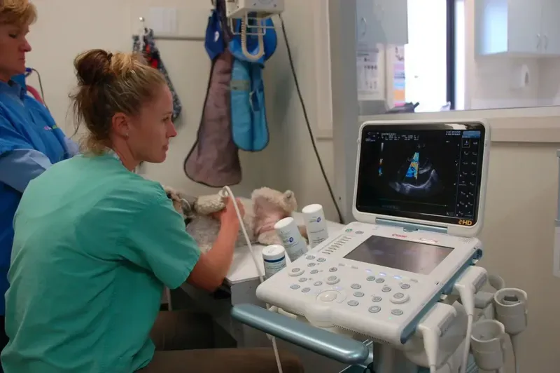 Clinical Dog Examination by Vet — Vet Macleay Valley, NSW