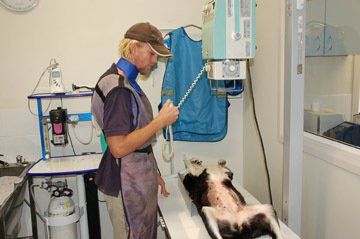 Veterinarian X-ray the Dog — Vet Hospital Kempsey , NSW