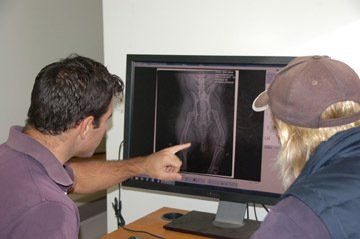 Diagram of X-ray — Vet Hospital Kempsey , NSW