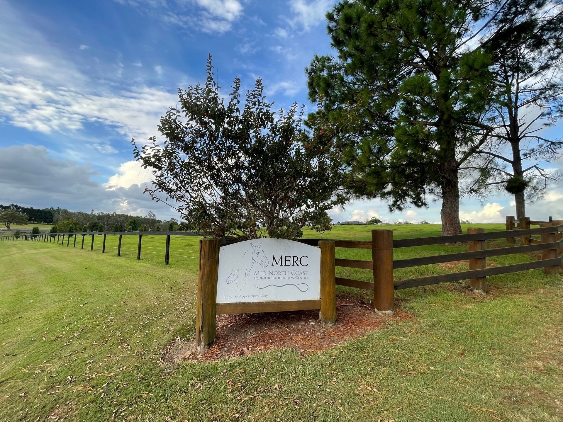 Brown Horse Standing In Grass — Horse Breeding Mid North Coast, NSW