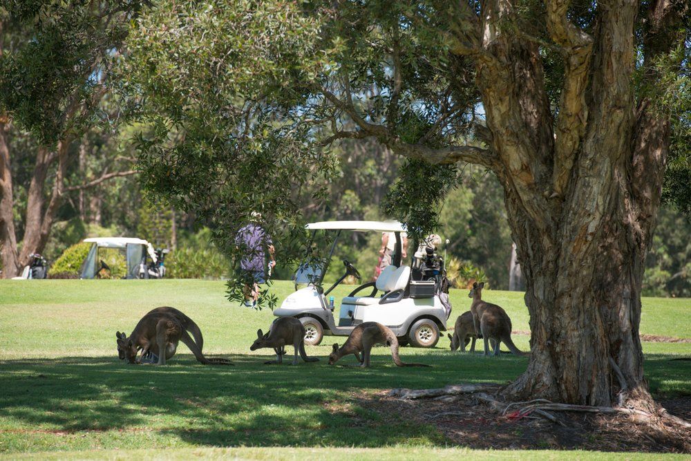 Mid North Coast — Horse Breeding Mid North Coast