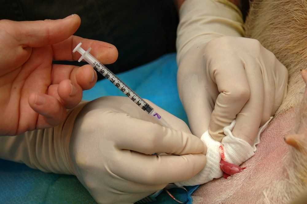 Embryo Transfer Procedure — Horse Breeding Mid North Coast